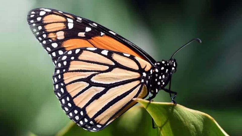 Mariposa
